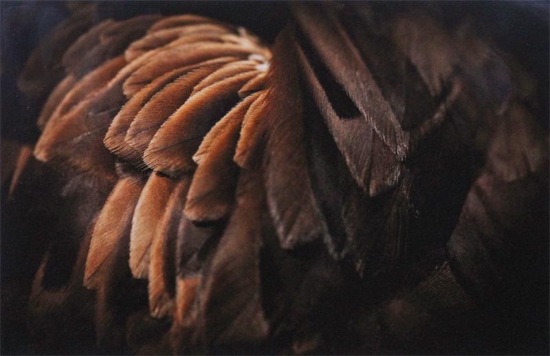 Jose Del Rio (20th Century) Mexico: FEATHERS (I), 2010, c-print mounted to foam-core, signed and dated in ink lower right, numbered 2/5 in ink lower left, image 24 ½ x 36 ½”, full margins, frame 32 ¼ x 44” with glass.