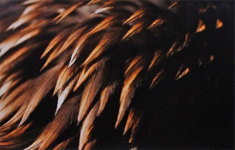 Jose Del Rio (20th Century) Mexico: FEATHERS (II), 2010, c-print mounted to foam-core, signed and dated in ink lower right, numbered 2/5 in ink lower left, image 24 ½ x 36 ½”, full margins, frame 32 ¼ x 44” with glass.