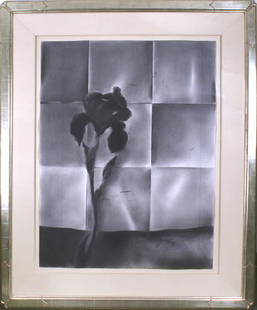 Stephen Namara (b. 1953) California: IRIS, charcoal drawing on paper, initialed lower right, sheet 50 x 38”, frame 68 x 56” with Plexiglas. Provenance: Four Seasons Hotel, Carlsbad 1997-2010; Park Hyatt Aviara Resort & Spa Ca