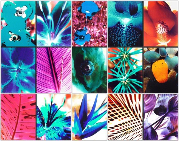 Jeffrey Rothstein (b. 1960) American (seventeen): FLORA & FAUNA SERIES, c.1998, seventeen c-prints on Fuji crystal archive paper, sheets average 42 x 32 ½", there are thirteen images and five copies of one image, some with creases, printer's creases