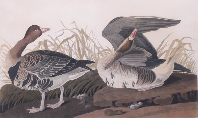after John James Audubon (1785-1851) American (1 of 5)