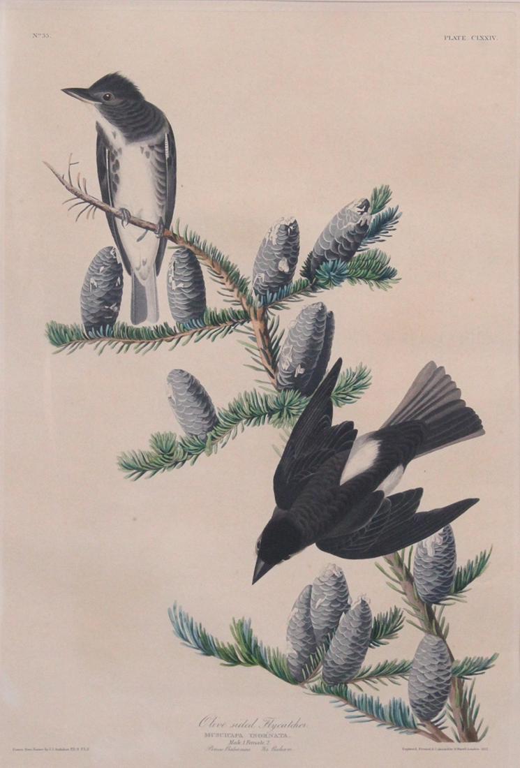 after John James Audubon (1785-1851) American (1 of 2)