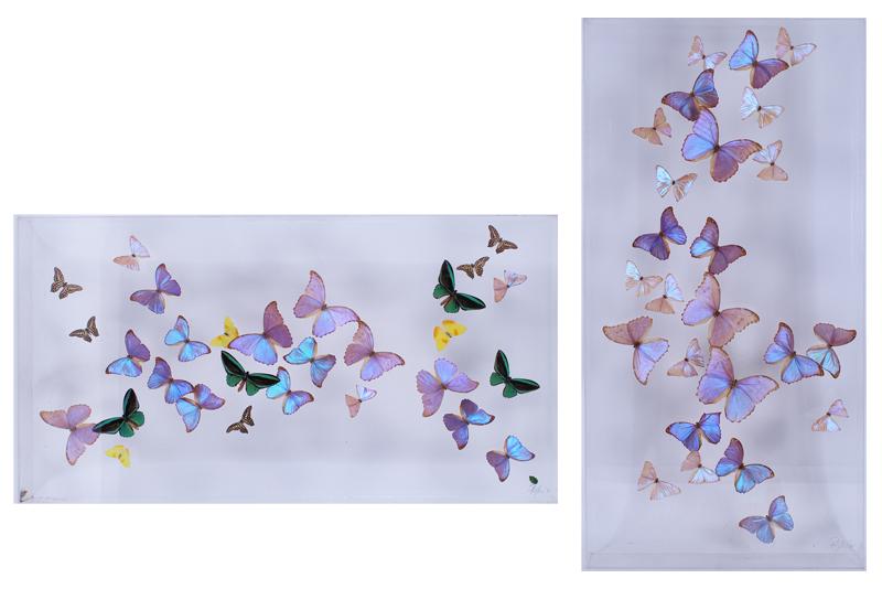 Decorative Arts: Butterfly Collections  (two) (1 of 7)
