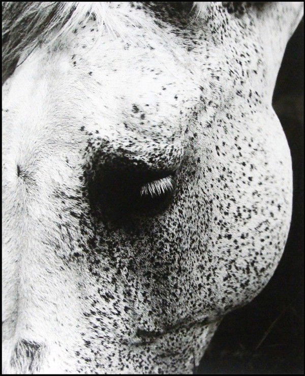 Robert d'Amore (b. 1943) American: FRANCE, 1975, silver gelatin print, signed and dated lower right, 20 x 16", minor wear at sheet edges, otherwise in good condition.