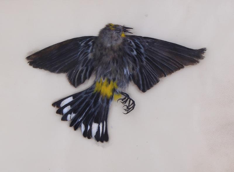 Rebecca Jo Morales  (b. 1962) California (1 of 3)