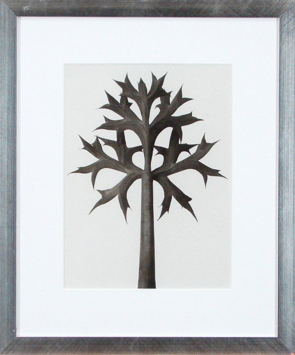 Karl Blossfeldt (1865-1932) German: DIPSACUS LACINIATUS: TEASEL, THISTLE, VENUS' BASON, silver gelatin print, 16 x 12", framed.