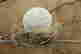 item-130998198=4