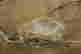 item-130998198=5
