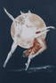 G. H. Rothe (1935-2007) German