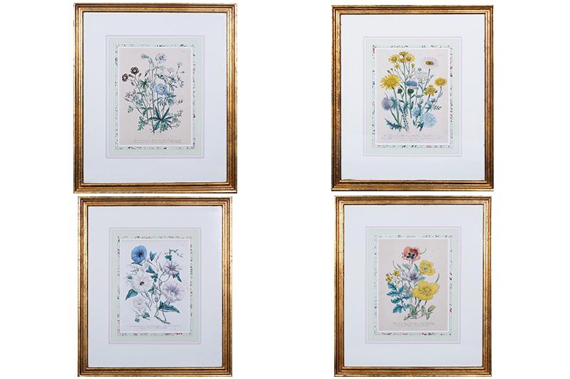 Botanical Prints  (19 th /20 th  Century)  (four) (1 of 13)