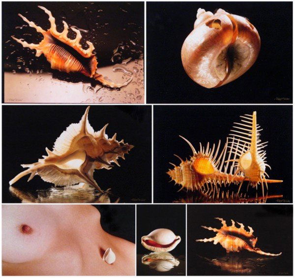 Photography: Robert Resnais (20th Century) Latvian: SEA SHELLS (4); NUDE, 1999-2000, four color photographs, all signed and titled, from numbered editions of 20, sizes from 23 ¾ x 13” to 12 x 16 ½”, soft handling creases, some edge wear, surface