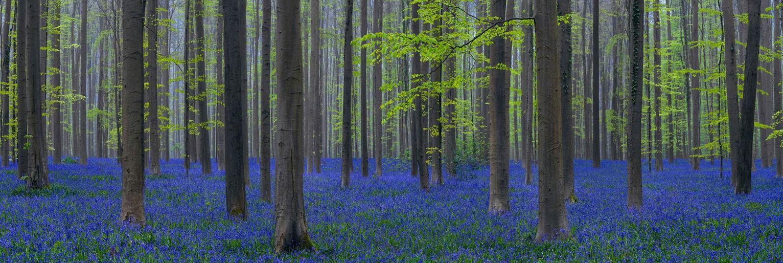Peter Lik  (b. 1959) Australian (1 of 3)