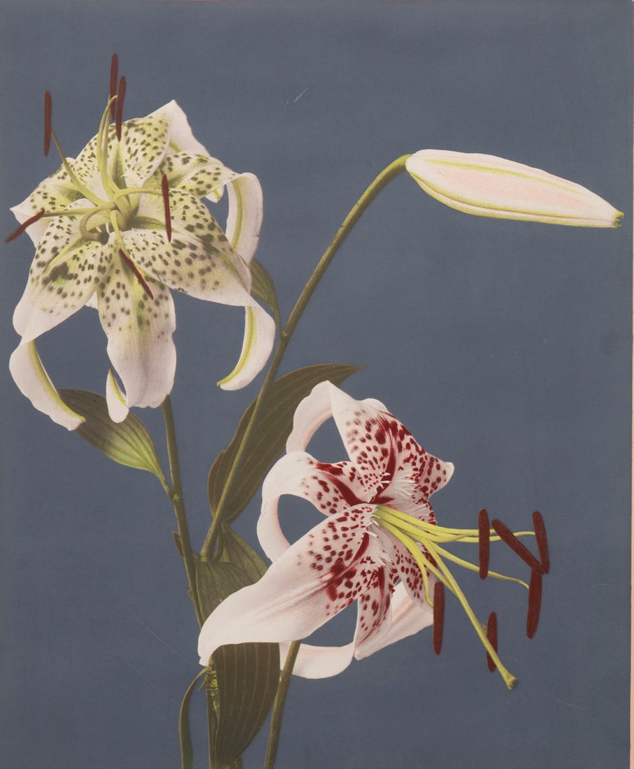 Kazumasa Ogawa  (1860-1929) Japanese  (three) (1 of 4)