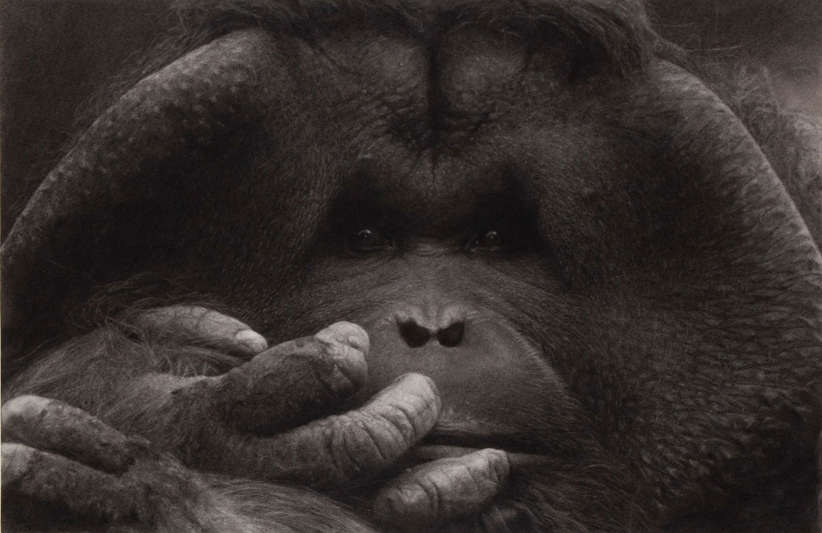 John Geary (20 th / 21 st Century) American: ORANGUTANG, charcoal on paper, possibly signed on verso, 21 ¾ x 33”, frame 31 x 43 ¼” with glass. From the Larry Grossman Collection, Hollywood writer’s agent. Clients incl