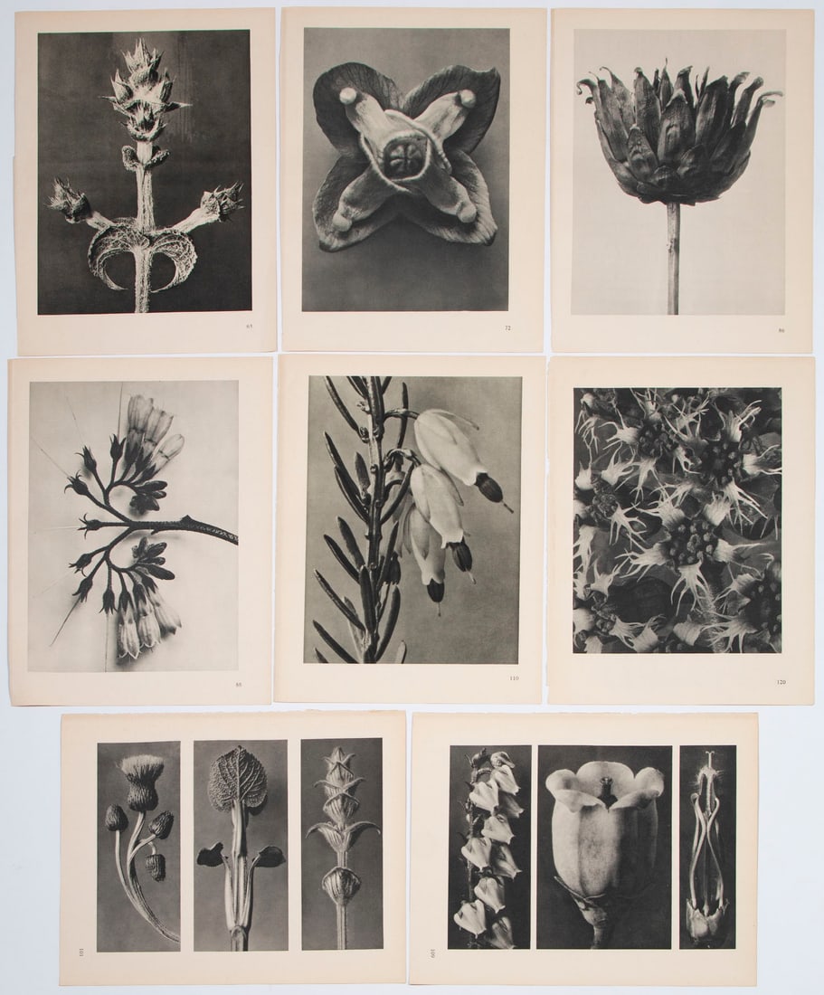 Karl Blossfeldt (1865-1832) German (eight) (1 of 4)