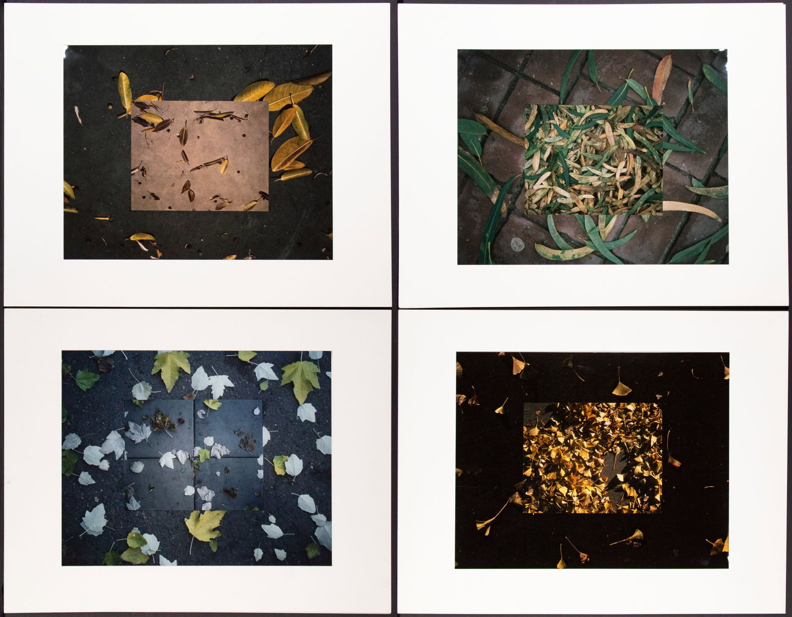 Jerry Burchfield (b. 1947) Chicago California (four): LEAF SERIES, #1402, 1409, 1418, 1431, 1976-1978, four silver dye-bleach prints, each signed, dated, titled and numbered 7/25 or 1/25 in pencil on versos, sheets 16 x 20”, mats 22 x 28”. Pr