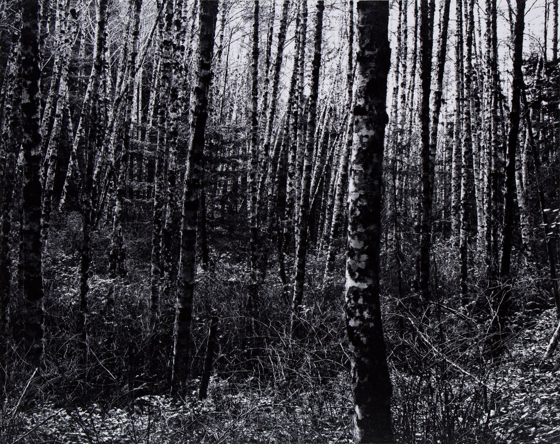 William Giles (1934-2024) American: BIRCHES, CALIFORNIA, 1982, gelatin silver print, signed, dated, titled and numbered 21/50 in pencil on mount, 18 ¼ x 23”, mount 28 x 36”. Provenance: from the collection of Susan
