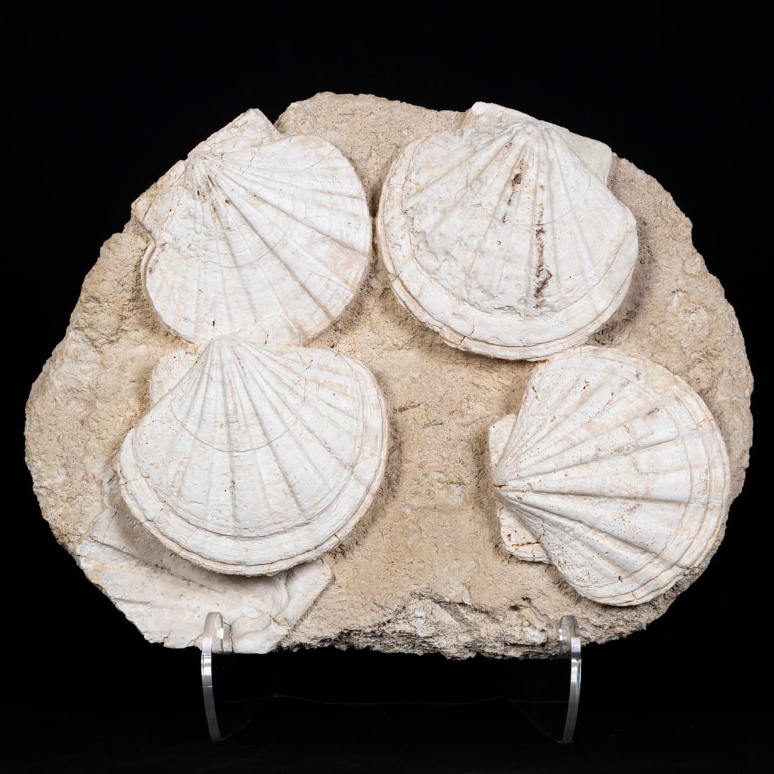 Natural History Fossil: Large shell fossils in matrix, 4 ¼ x 13 ½ x 17”, weight 28 lbs. with plexiglass stand.