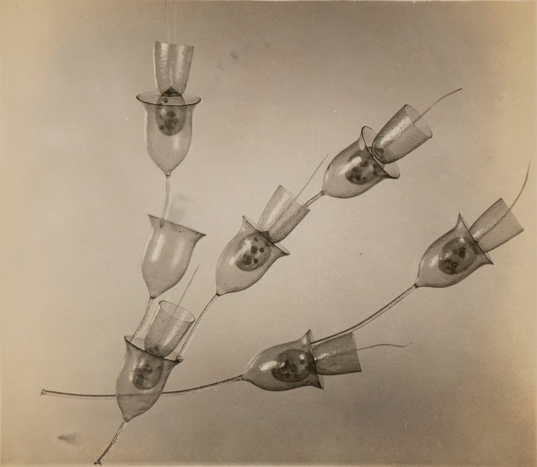 Wardlaw Hammond (1879-1955) American: POLYOECA DICHOTOMA, 1930, gelatin silver print, inscribed in pencil and titled in ink on verso, 4 ¾ x 5 ¼”. The NY Times obituary wrote ”Mr. Hammond had exhibited prints of his w