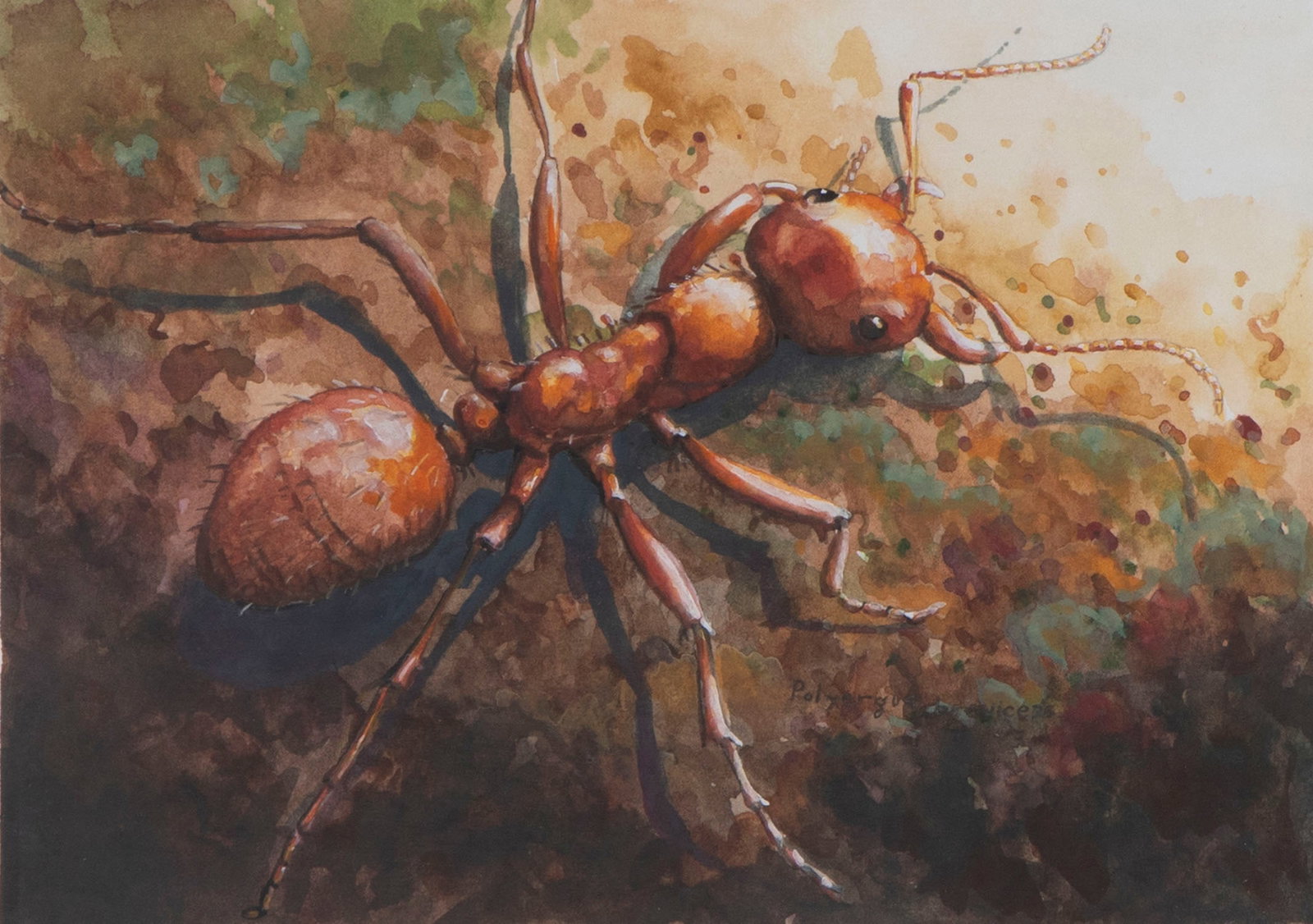 Ralph Massey (b. 1938) California: POLYERGUS BREVICEPS (Red Ant), watercolor on paper, signed and copyrighted lower right in ink, 6.50 x 8.50?, frame 10 x 12? with glass.