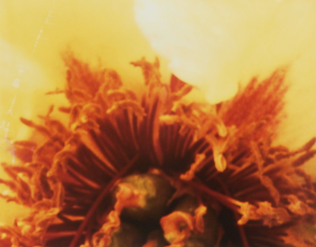 Photography: Nassos Daphnis (1914-2010) Greek &: IRIA (Tree Peony), 1986, cibachrome, artist’s name and title inscribed on verso, uneven sheet edges trimmed to 14 ¾ x 19 7/8”, mild toning and old hinge remnants on verso, soft handling creases o