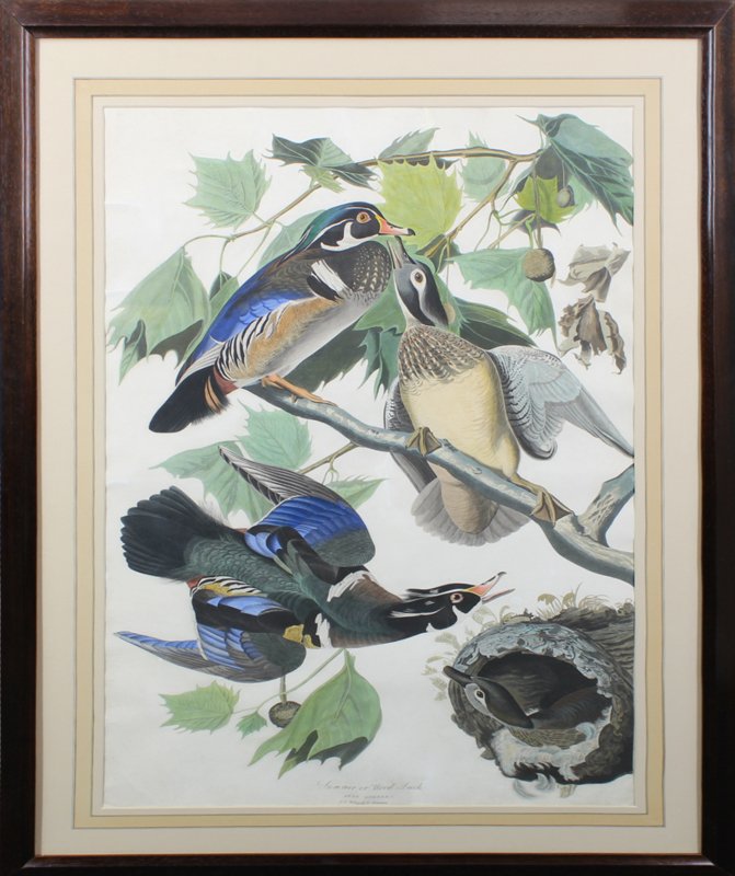 after John James Audubon (1785-1851) New York (1 of 10)
