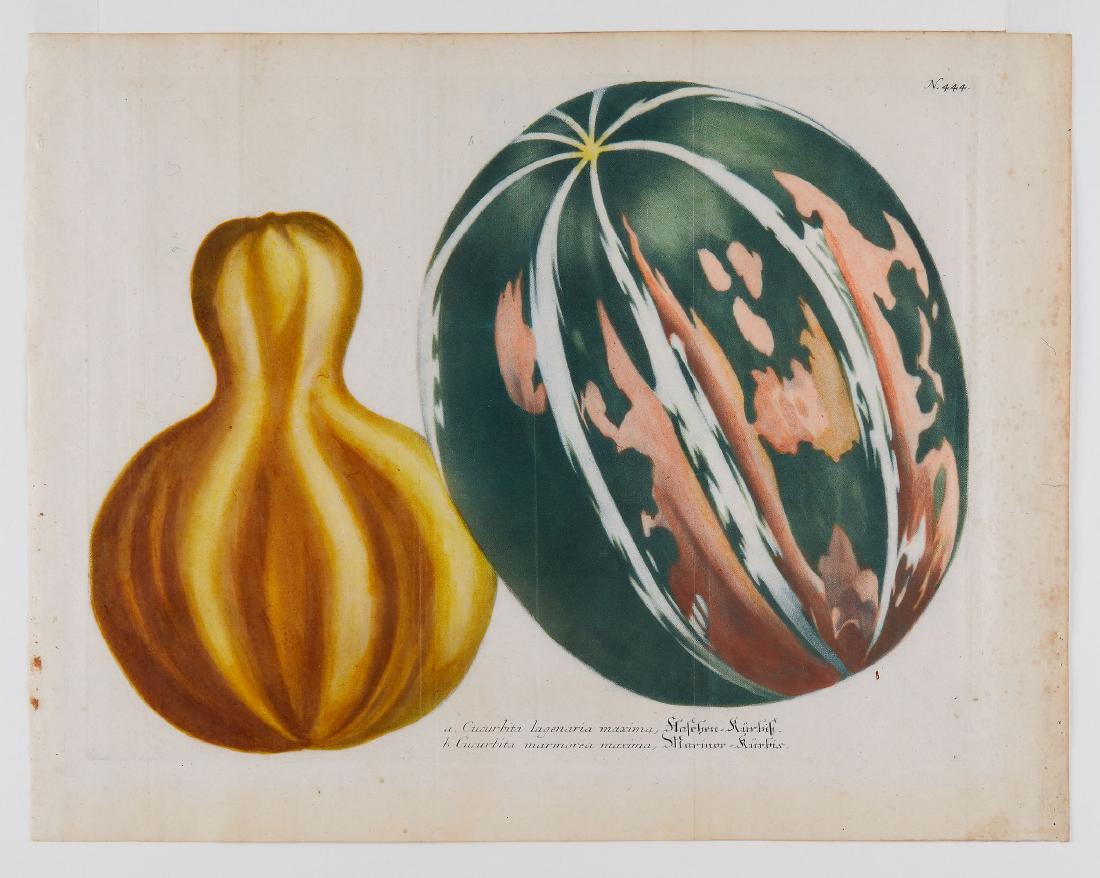 Weinmann (Johann Wilhelm) - Phytanthoza Iconographia, (1 of 1)