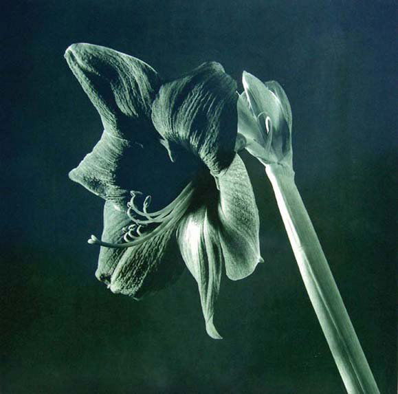 140E: Robert Mapplethorpe, green amarylis, 1987: Robert Mapplethorpe (1946-1989) green amarylis, 1987photogravure, signed in pencil, numbered 2/5, 36 x 25 in., 91.5 x 63.5 cm. IMPORTANT: This lot has been imp