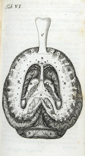 Vieussens.Neurographia universalis,1690