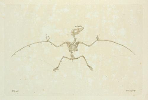Soemmerring (Samuel Thomas) Ornithocephalus