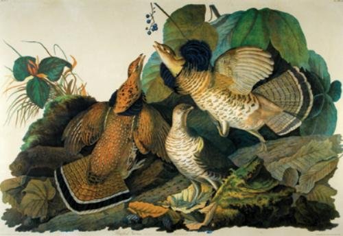 Audubon (J. J.) After. Ruffed Grouse