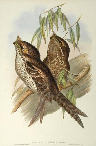 Gould (John) 2 Podargus from Australia