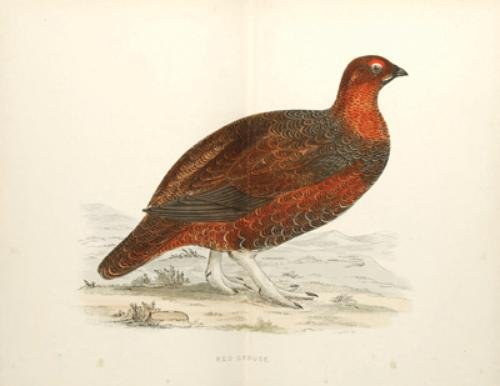 Morris (Beverley) British Game Birds, 1897
