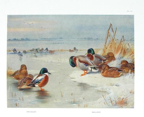 Thorburn (Archibald) Game Birds..., 1923