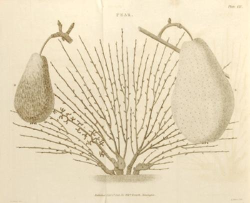 Forsyth (William) A Treatise on...Fruit-Trees
