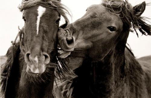 Roberto Dutesco love bite (from the wild horses *: Roberto Dutesco (b.1961) love bite (from the wild horses of sable island series), 1994Toned gelatin silver print, printed 2007, signed, titled and dated in pencil by the photographer on verso.