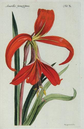 Clairville.Plantes/Arbustes d'Agrément,1791