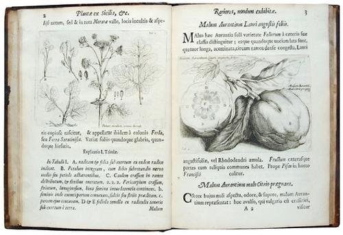 Boccone.Icones & descriptiones rariorum plantarum