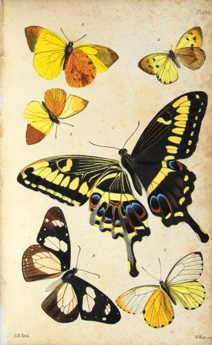 Trimen.Rhopalocera Africae Australis,1862-66