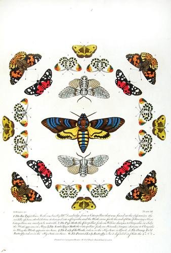 Wilkes.Bowles's New Coll.Eng.Moths/Butterflies