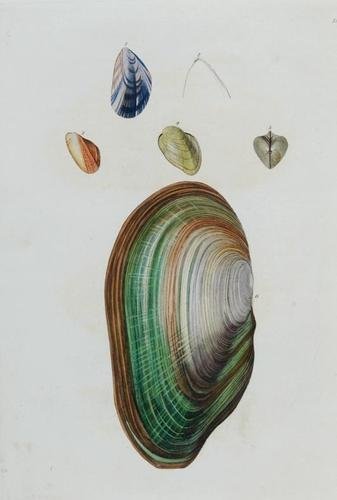 Turton. Shells 1822