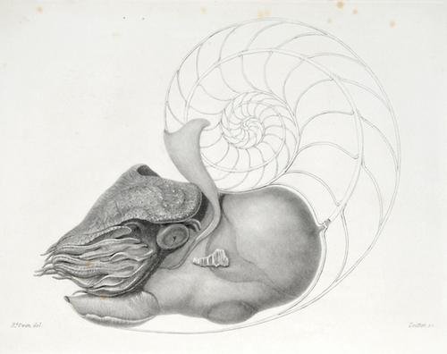.Memoir on the Pearly Nautilus,1832