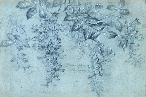 Lewis (John Hardwicke) Study of wisteria and goldr