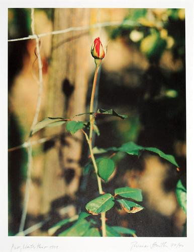 Thomas Struth (B. 1954) rose, wintertur, 1999: Thomas Struth (b. 1954) rose, wintertur, 1999photolithograph, signed and numbered 33/40 in pencil by the artist at lower right, titled at lower left, 19? x 15 in., 49.5 x 38.1 cm.