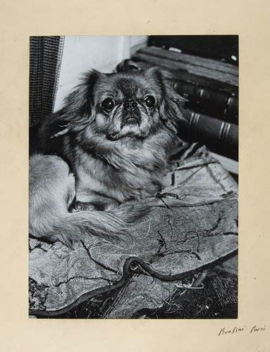 Brassaï untitled, (A pekingese dog).: Brassaï (1889-1984) untitled (a pekingese dog)Gelatin silver print, signed and annotated in black ink, on original mount recto, 40 x 29.5cm (15? x 11? in.). I
