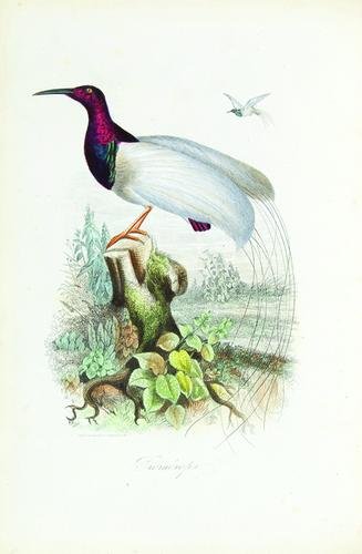 Comte.Musée d'Histoire Naturelle,50 col.pl,1854
