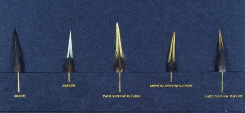 Elder (Frank) The Book of the Hackle
