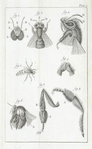 [Bazin (Gilles A)] Natural History of Bees: [Bazin (Gilles Augustin)] The Natural History of Bees,first English edition, 12 folding copper-engraved plates, bookplate, contemporary calf, worn, hinges cracking, [British Bee Books 96], 8vo
