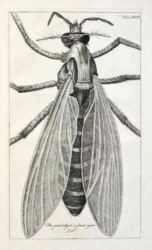 Hooke (Robert) Micrographia Restaurata: Hooke (Robert) Micrographia Restaurata: or, the Copper-plates of Dr. Hooke's Wonderful Discoveries by the Microscope,33 engraved plates, some folding, a few with tears at folds, some foxing an