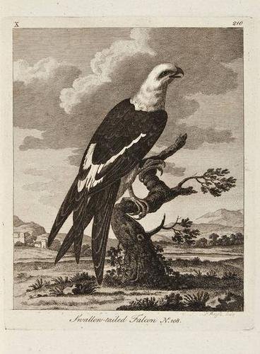 [Pennant (Thomas)] Arctic Zoology: [Pennant (Thomas)] Arctic Zoology,3 vol. in 2 including Supplement, engraved frontispiece, title vignettes and 23 plates, 1 folding, and 2 folding engraved maps, errata leaf at end, Henry Hugh